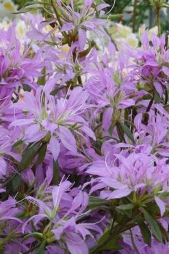 Koromo Shikibu Purple Spider Azalea - 6 Pack Of 1 Gallon Pots 7 Koromo Shikibu Purple Spider Azalea - 6 Pack Of 1 Gallon Pots -Garden Plants Azalea Koromo Shikibu 2