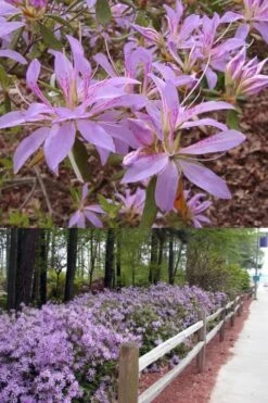 Koromo Shikibu Purple Spider Azalea - 6 Pack Of 1 Gallon Pots 6 Koromo Shikibu Purple Spider Azalea - 6 Pack Of 1 Gallon Pots -Garden Plants Azalea Koromo Shikibu 9