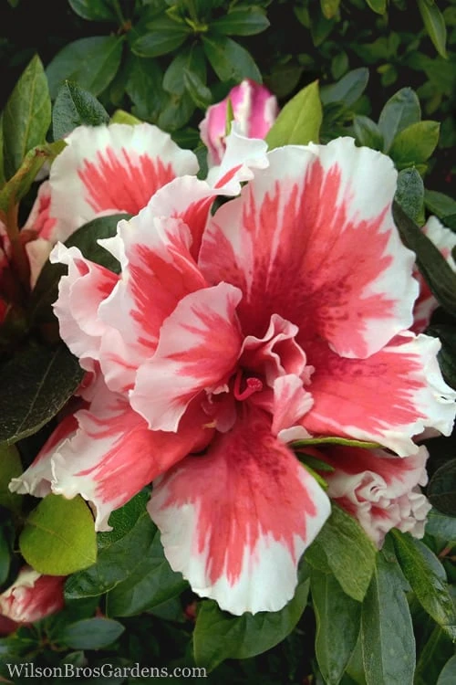 Mardi Gras Southern Indica Azalea - 6 Pack Of 1 Gallon Pots 1 Mardi Gras Southern Indica Azalea - 6 Pack Of 1 Gallon Pots