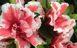 Mardi Gras Southern Indica Azalea - 6 Pack Of 1 Gallon Pots 7 Mardi Gras Southern Indica Azalea - 6 Pack Of 1 Gallon Pots -Garden Plants Azalea Mardi Gras 2