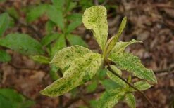 Dons Variegated Native Azalea - Rhododendron - 1 Gallon Pot 8 Dons Variegated Native Azalea - Rhododendron - 1 Gallon Pot -Garden Plants Azalea Native Dons Variegated 3