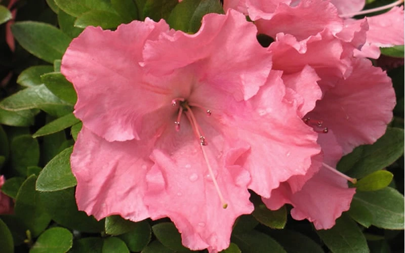 Gumpo Pink Dwarf Azalea - 1 Gallon Pot 4 Gumpo Pink Dwarf Azalea - 1 Gallon Pot - Image 4