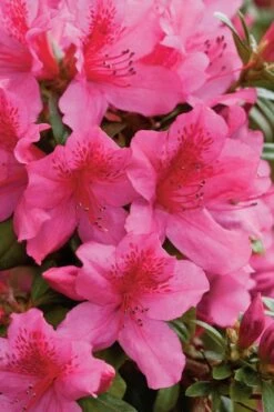 Pride Of Mobile Azalea - 1 Gallon Pot -Garden Plants Azalea Pride Of Mobile 500x750 1
