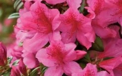 Pride Of Mobile Azalea - 1 Gallon Pot -Garden Plants Azalea Pride of Mobile 15