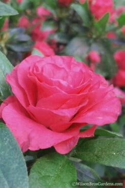 Rosebud Azalea - 6 Pack Of 1 Gallon Pots