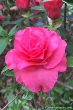 Rosebud Azalea - 1 Gallon Pot -Garden Plants Azalea Rosebud 3