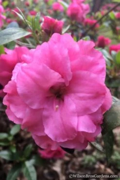 Rosebud Azalea - 3 Gallon Pot -Garden Plants Azalea Rosebud 7 1