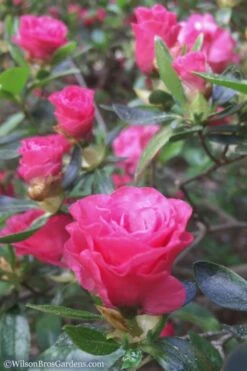 Rosebud Azalea - 2 Gallon Pot -Garden Plants Azalea Rosebud 8 2