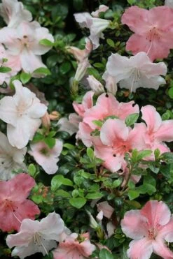 Sir Robert Dwarf Azalea - 1 Gallon Pot -Garden Plants Azalea Sir Robert 12 1