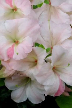 Sir Robert Dwarf Azalea - 3 Gallon Pot 9 Sir Robert Dwarf Azalea - 3 Gallon Pot -Garden Plants Azalea Sir Robert 20