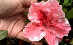 Tama No Hada Azalea - 1 Gallon Pot -Garden Plants Azalea Tama No Hada Closeup 1