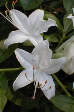 Texas Azalea (Rhododendron Oblongifolium) - 3 Gallon Pot -Garden Plants Azalea Texas Rhododendron Oblongfolium 1 1