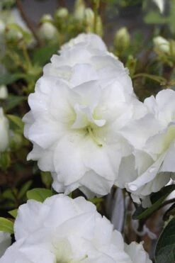 White Rosebud Azalea - 1 Gallon Pot -Garden Plants Azalea White Rosebud 4