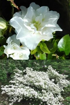 White Rosebud Azalea - 1 Gallon Pot -Garden Plants Azalea White Rosebud 5