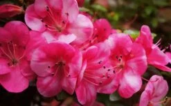 Kobai #2 Azalea - 6 Pack Of 1 Gallon Pots -Garden Plants Azalea kobai 2 2