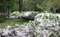 Mrs. G.G. Gerbing White Southern Indica Azalea - 3 Gallon Pot -Garden Plants Azlea GG Gerbing 2