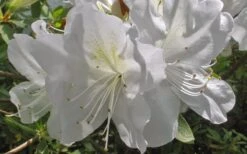Mrs. G.G. Gerbing White Southern Indica Azalea - 3 Gallon Pot -Garden Plants Azlea GG Gerbing Flower