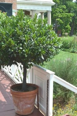 Bay Laurel (Sweet Bay) - Laurus Nobilis - 2 Gallon Pot 15 Bay Laurel (Sweet Bay) - Laurus Nobilis - 2 Gallon Pot -Garden Plants Bay Laurel 10 1