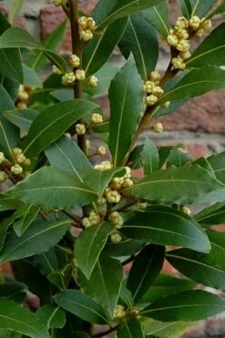 Bay Laurel (Sweet Bay) - Laurus Nobilis - 3 Gallon Pot 14 Bay Laurel (Sweet Bay) - Laurus Nobilis - 3 Gallon Pot -Garden Plants Bay Laurel 2