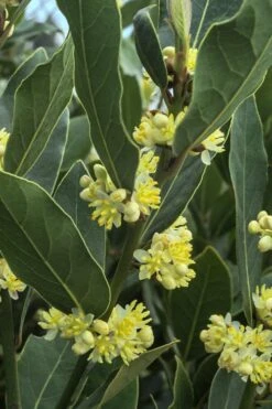 Bay Laurel (Sweet Bay) - Laurus Nobilis - 3 Gallon Pot 11 Bay Laurel (Sweet Bay) - Laurus Nobilis - 3 Gallon Pot -Garden Plants Bay Laurel 3