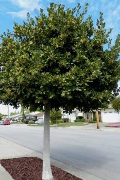 Bay Laurel (Sweet Bay) - Laurus Nobilis - 2 Gallon Pot 12 Bay Laurel (Sweet Bay) - Laurus Nobilis - 2 Gallon Pot -Garden Plants Bay Laurel 5 1