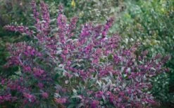 Pearl Glam Beautyberry - Callicarpa - 2 Gallon Pot 7 Pearl Glam Beautyberry - Callicarpa - 2 Gallon Pot -Garden Plants Beautyberry Pearl Glam 2