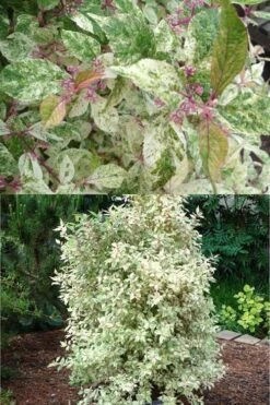 Wine Spritzer Variegated Beautyberry - Callicarpa Dichotoma 'Shiji Murasaki' - 3 Gallon Pot -Garden Plants Beautyberry Wine Spritzer 2 500x750 1