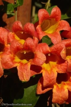 Tangerine Beauty Crossvine Bignonia - 6 Pack Of 1 Gallon Pots -Garden Plants Bignonia Tangerine Beauty 20