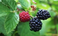 Arapaho Thornless Blackberry - 6 Pack Of 1 Gallon Pots -Garden Plants Blackberry Arapaho Thornless