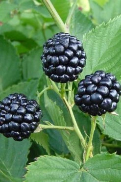 Natchez Thornless Blackberry - 1 Gallon Pot