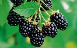Navaho Thornless Blackberry - 6 Pack Of 1 Gallon Pots -Garden Plants Blackberry Navaho 2