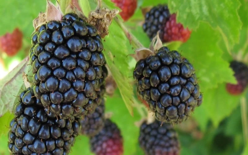 Triple Crown Thornless Blackberry Plant - 1 Gallon Pot 4 Triple Crown Thornless Blackberry Plant - 1 Gallon Pot - Image 4