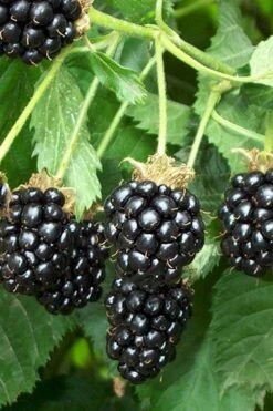 Triple Crown Thornless Blackberry Plant - 1 Gallon Pot