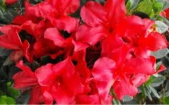 Fireside Red Bloom 'N Again Azalea - 2 Gallon Pot 8 Fireside Red Bloom 'N Again Azalea - 2 Gallon Pot -Garden Plants Bloom N Again Azalea Fireside Red