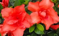Orange Frost Bloom 'N Again Azalea - 1 Gallon Pot -Garden Plants Bloom N Again Azalea Orange Frost