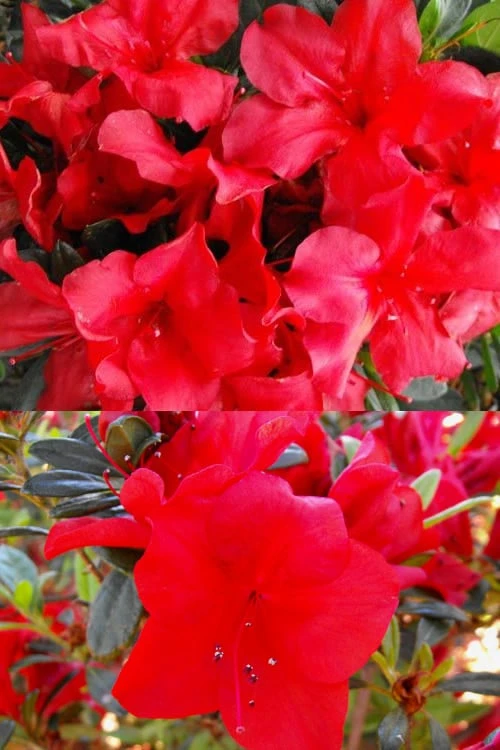 Fireside Red Bloom 'N Again Azalea - 2 Gallon Pot 5 Fireside Red Bloom 'N Again Azalea - 2 Gallon Pot - Image 5