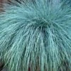 Beyond Blue Festuca (Fescue) - 1 Gallon Pot