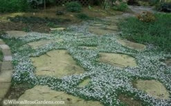 Blue Star Creeper (Laurentia Fluviatilis) - 5 Pack Of Pint Pots -Garden Plants Blue Star Creeper 20