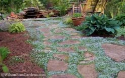 Blue Star Creeper (Laurentia Fluviatilis) - 5 Pack Of Pint Pots -Garden Plants Blue Star Creeper 21