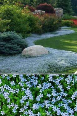 Blue Star Creeper (Laurentia Fluviatilis) - 5 Pack Of Pint Pots -Garden Plants Blue Star Creeper 24