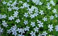 Blue Star Creeper (Laurentia Fluviatilis) - 5 Pack Of Pint Pots -Garden Plants Blue Star Creeper Laurentia 1