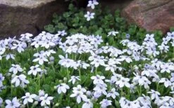 Blue Star Creeper (Laurentia Fluviatilis) - 5 Pack Of Pint Pots -Garden Plants Blue Star Creeper Laurentia Isotoma