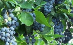 Premier Rabbiteye Blueberry - 7 Gallon Pot -Garden Plants Blueberry Bush Premier 1