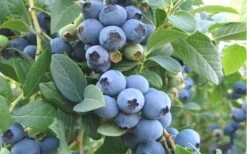 Ochlockonee Rabbiteye Blueberry - 3 Gallon Pot -Garden Plants Blueberry Ochlockonee