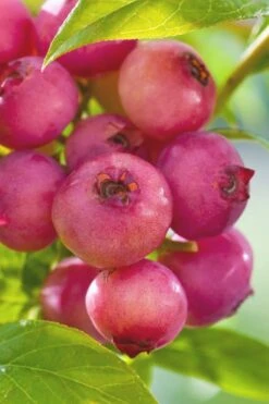 Pink Lemonade Blueberry - 6 Pack Of 1 Gallon Pots -Garden Plants Blueberry Pink Lemonade 6 1