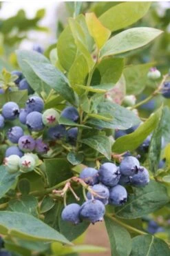 Jubilee Southern Highbush Blueberry - 3 Gallon Pot -Garden Plants Blueberry Southern Higbush Jubilee 500x750 1