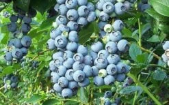 Tifblue Rabbiteye Blueberry - 7 Gallon Pot 7 Tifblue Rabbiteye Blueberry - 7 Gallon Pot -Garden Plants Blueberry Tifblue 1