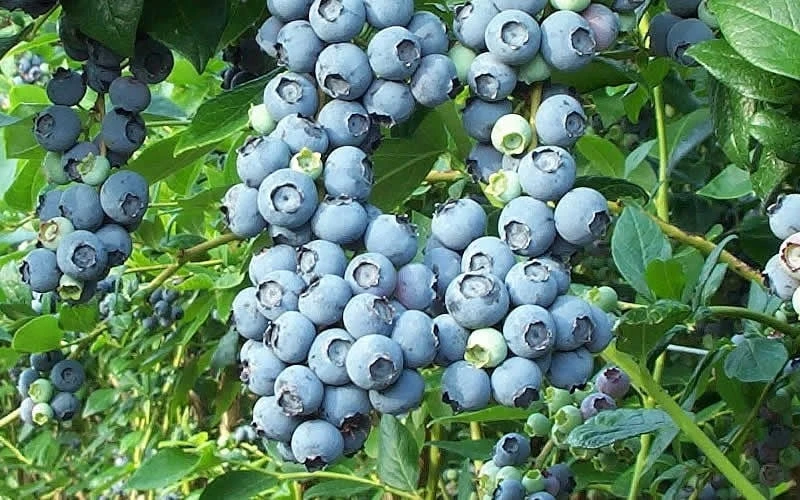 Tifblue Rabbiteye Blueberry - 7 Gallon Pot 4 Tifblue Rabbiteye Blueberry - 7 Gallon Pot - Image 4
