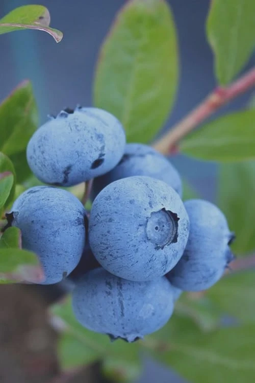 Tifblue Rabbiteye Blueberry - 7 Gallon Pot 1 Tifblue Rabbiteye Blueberry - 7 Gallon Pot