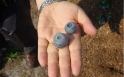 Titan Blueberry - 7 Gallon Pot 10 Titan Blueberry - 7 Gallon Pot -Garden Plants Blueberry Titan 1